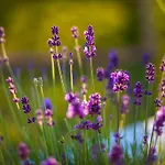 Rustikale Oliveto By Interhome