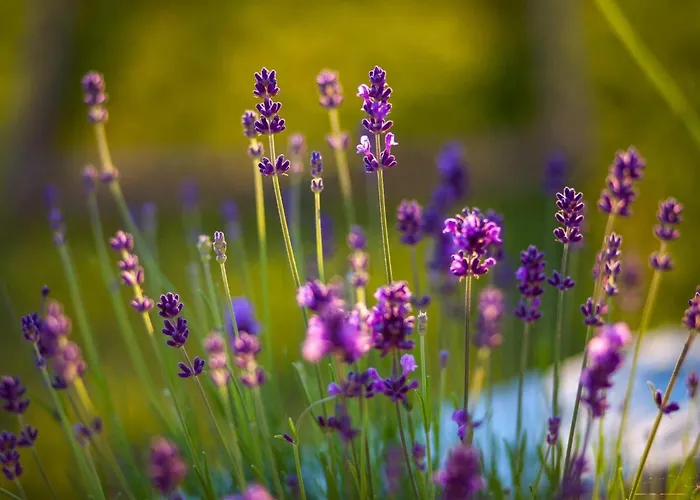 Rustikale Oliveto By Interhome